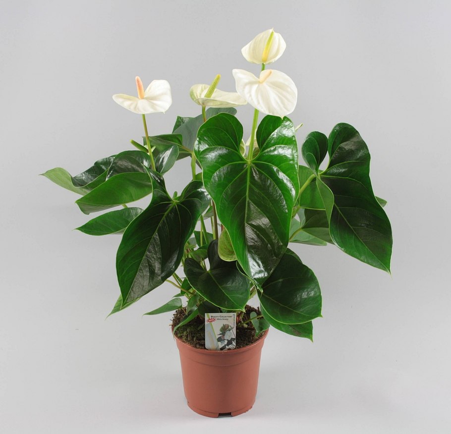 Растение Антуриум