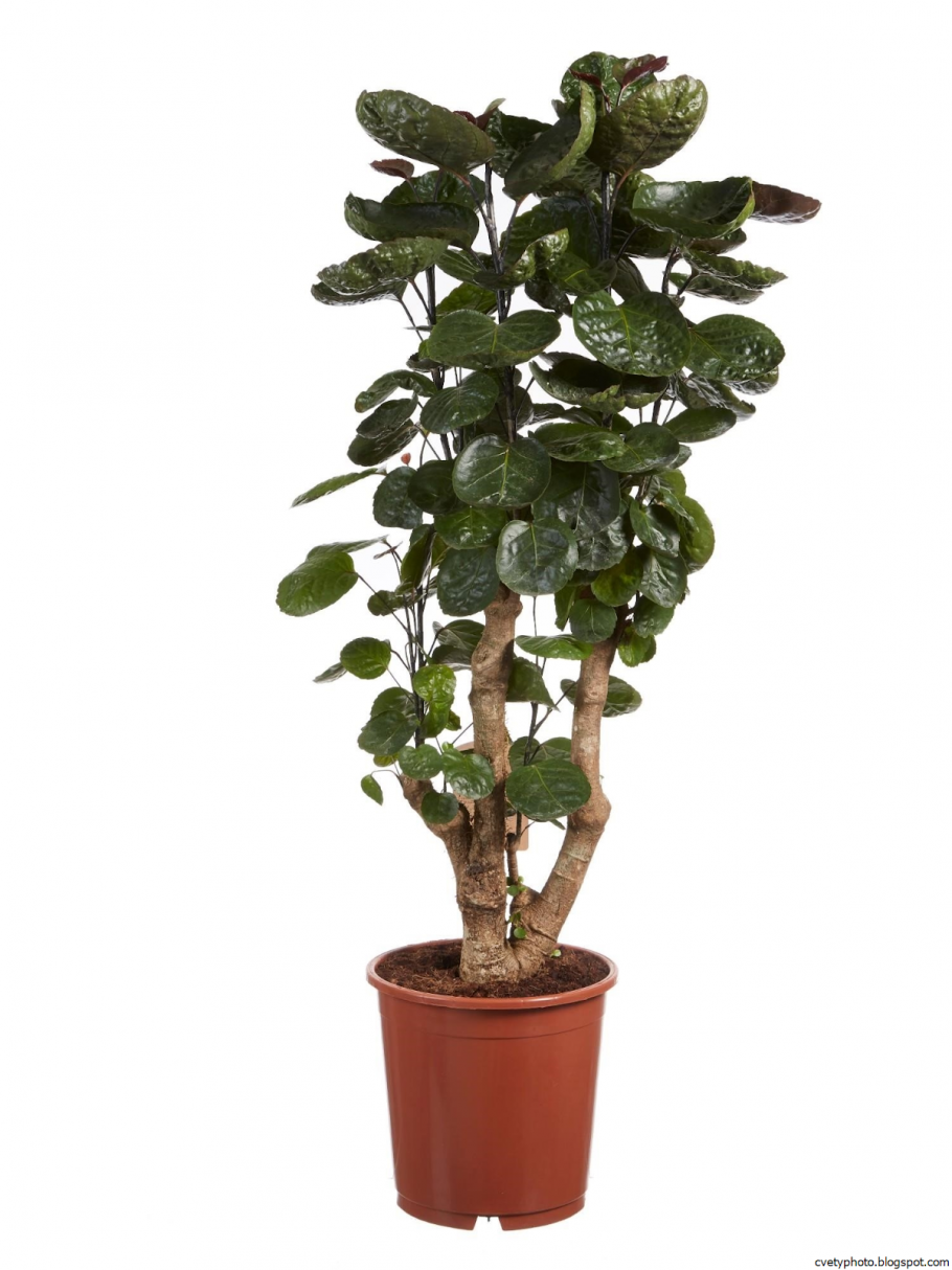 Полисциас Фабиан