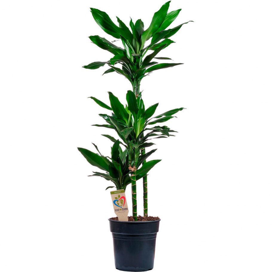 Драцена Фрагранс Джанет Крейг