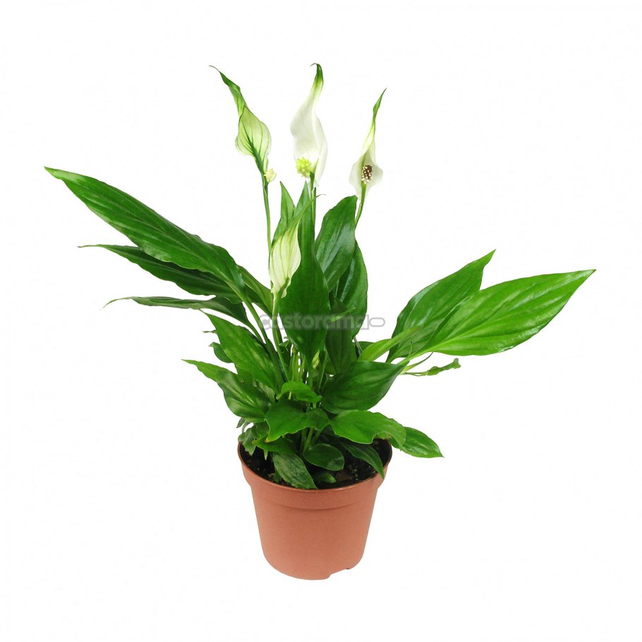 Спатифиллум Шопен