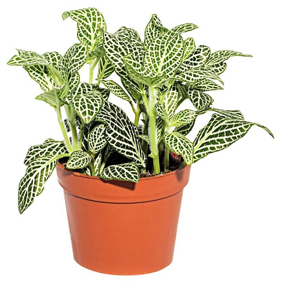 Фиттония микс d8 h10