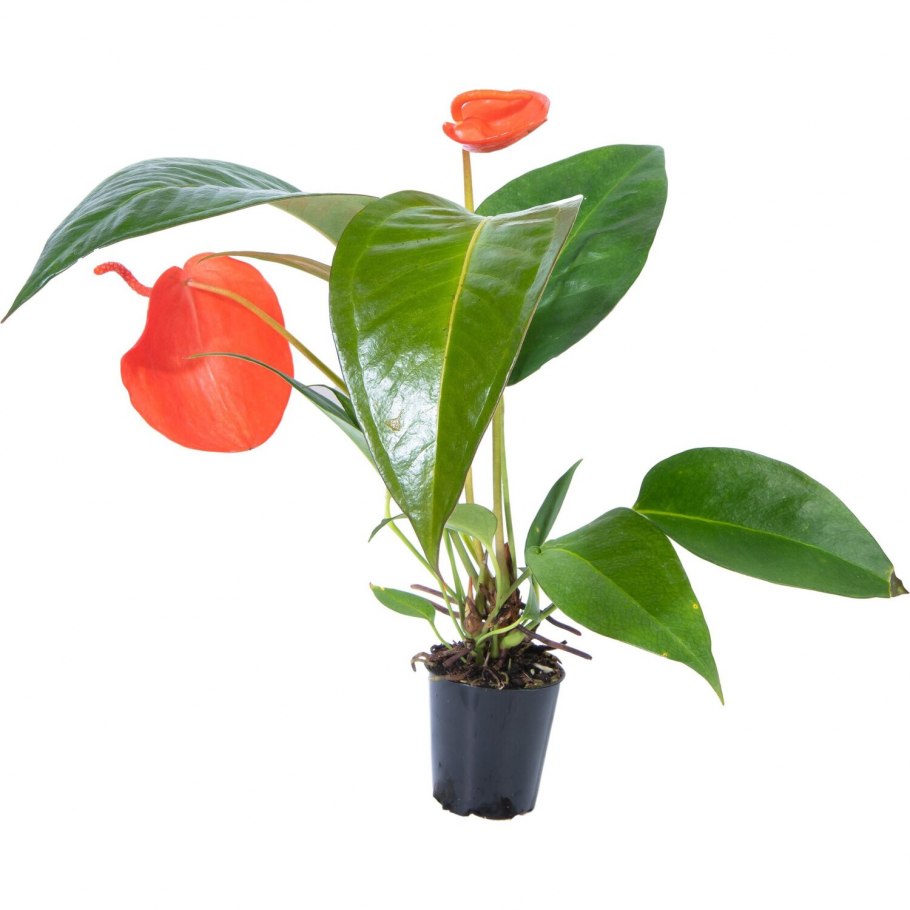 Антуриум Шерцера