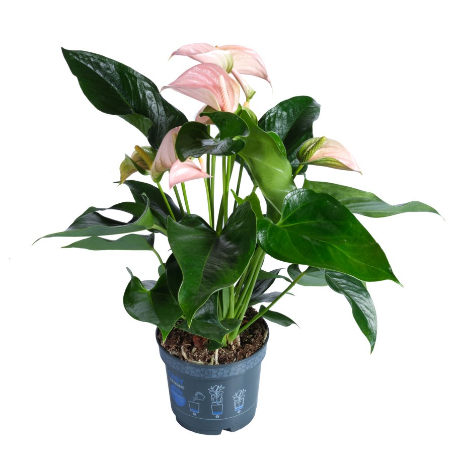 Антуриум Андрианум