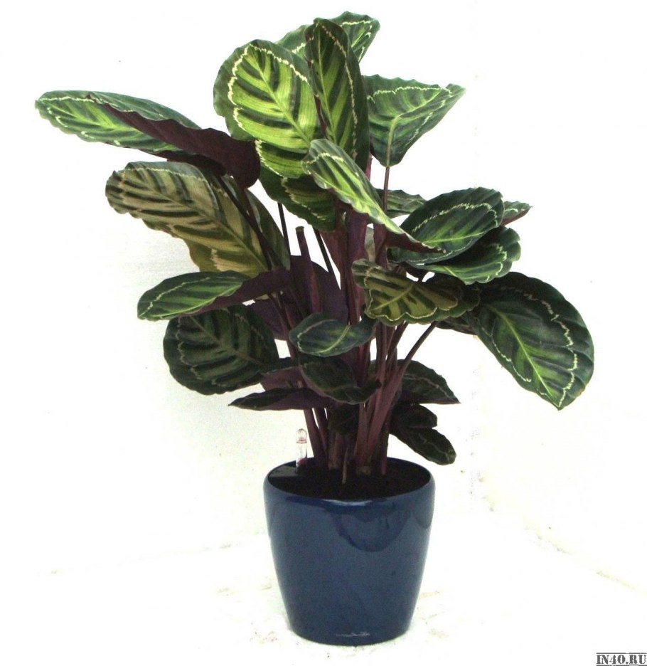 Калатея makoyana