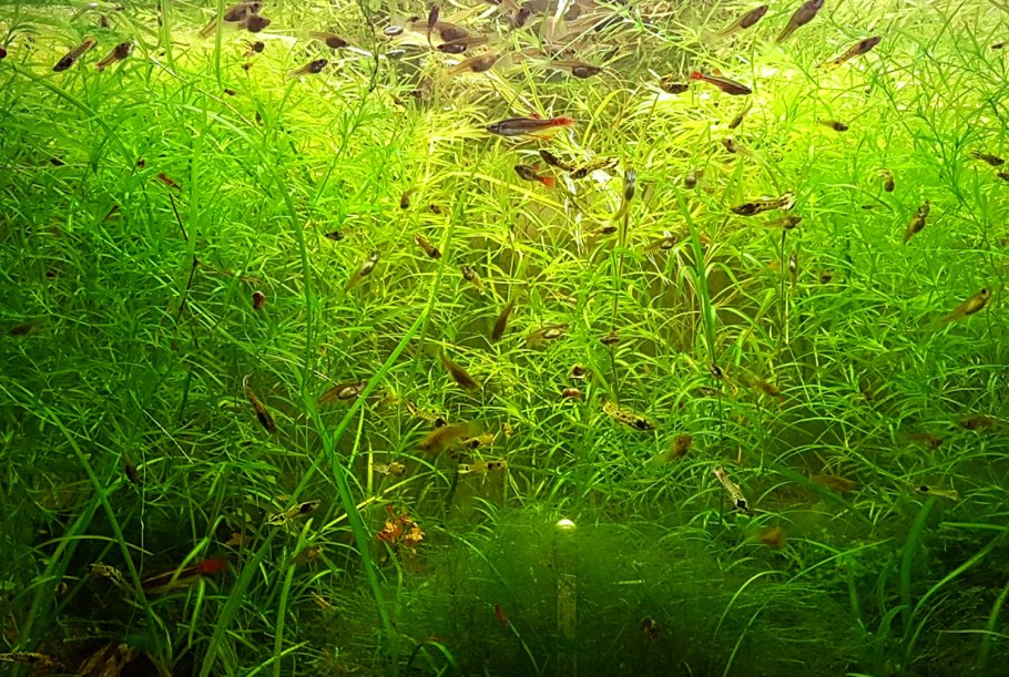 Аквариумное растение Наяда Гваделупская