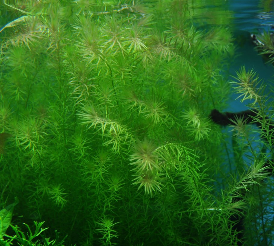 Плавающие аквариумные растения наяс