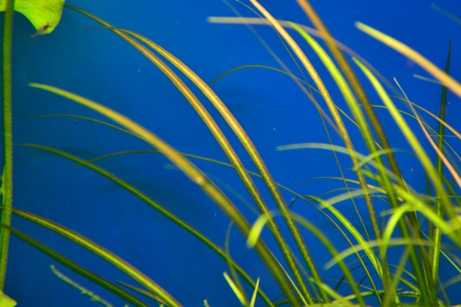 Японика растение аквариумное