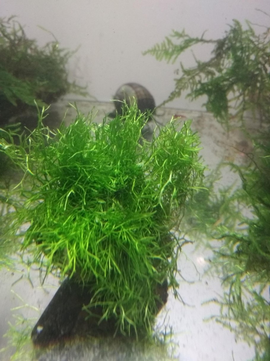 Ротала Бангладеш