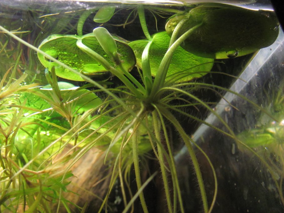 Гигрофила изменчивая