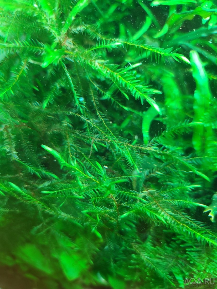 8 Литров мха