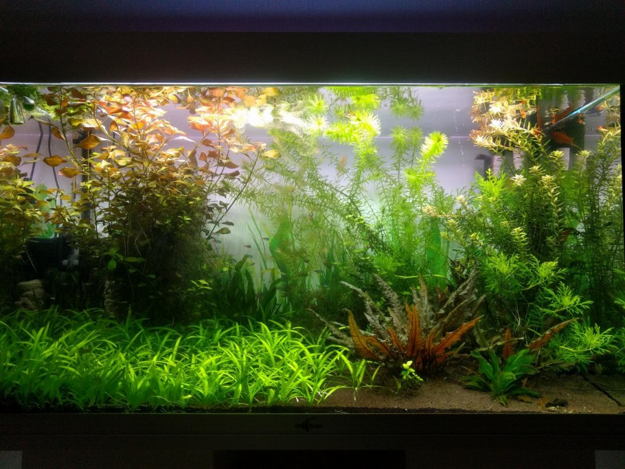 Роголистник акваскейп