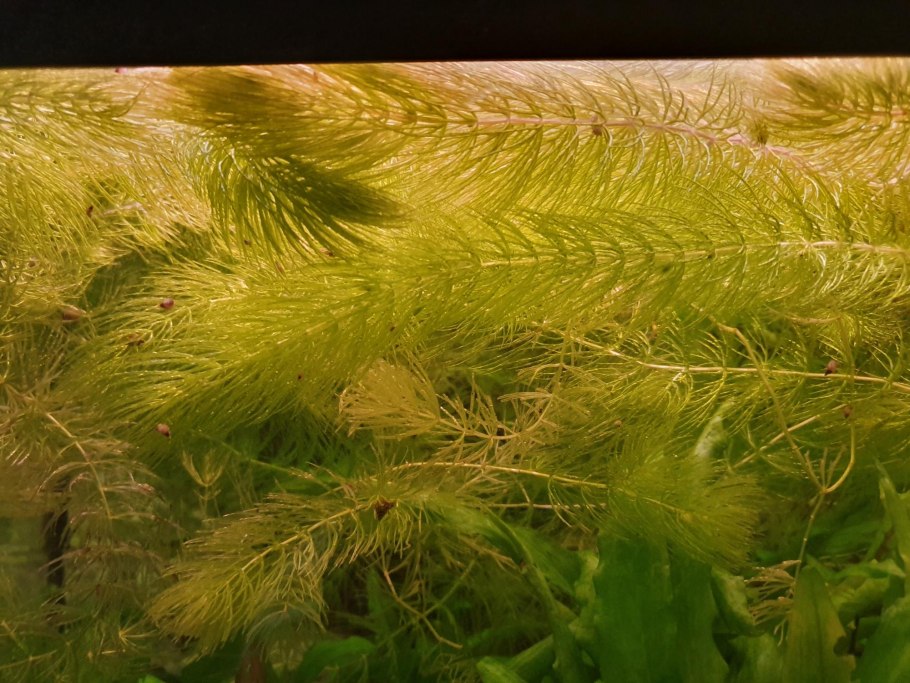 Наяс Рорайма аквариумное растение