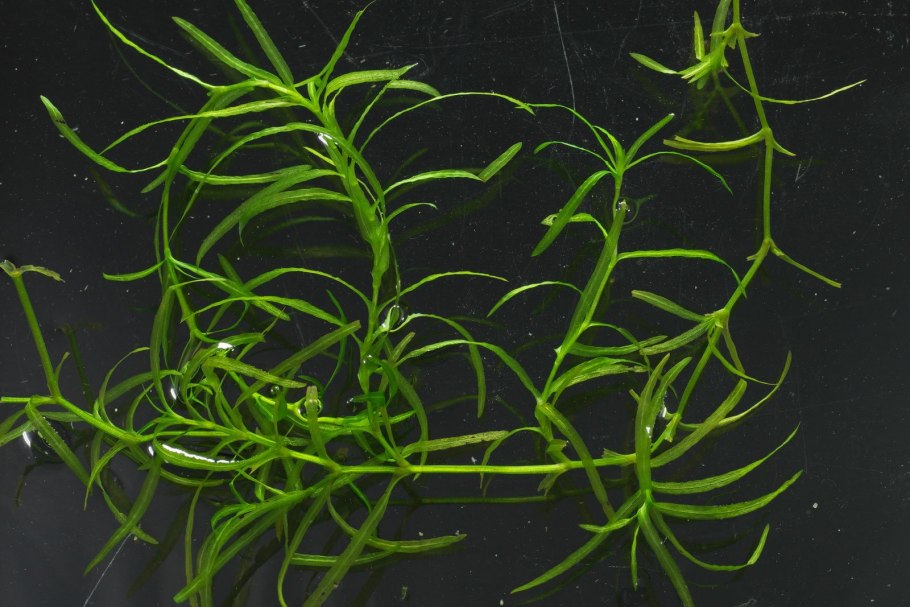 Наяс гваделупский