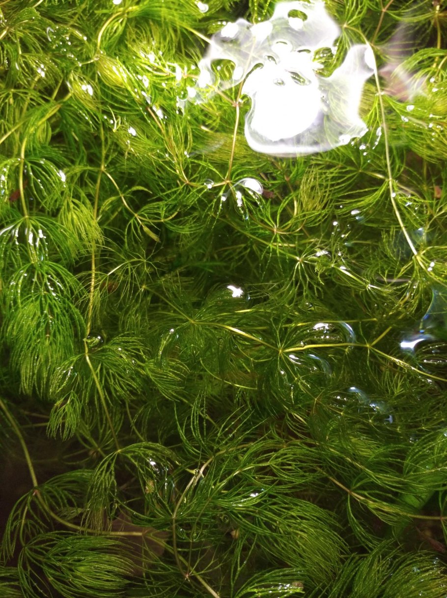 Роголистник красностебельный