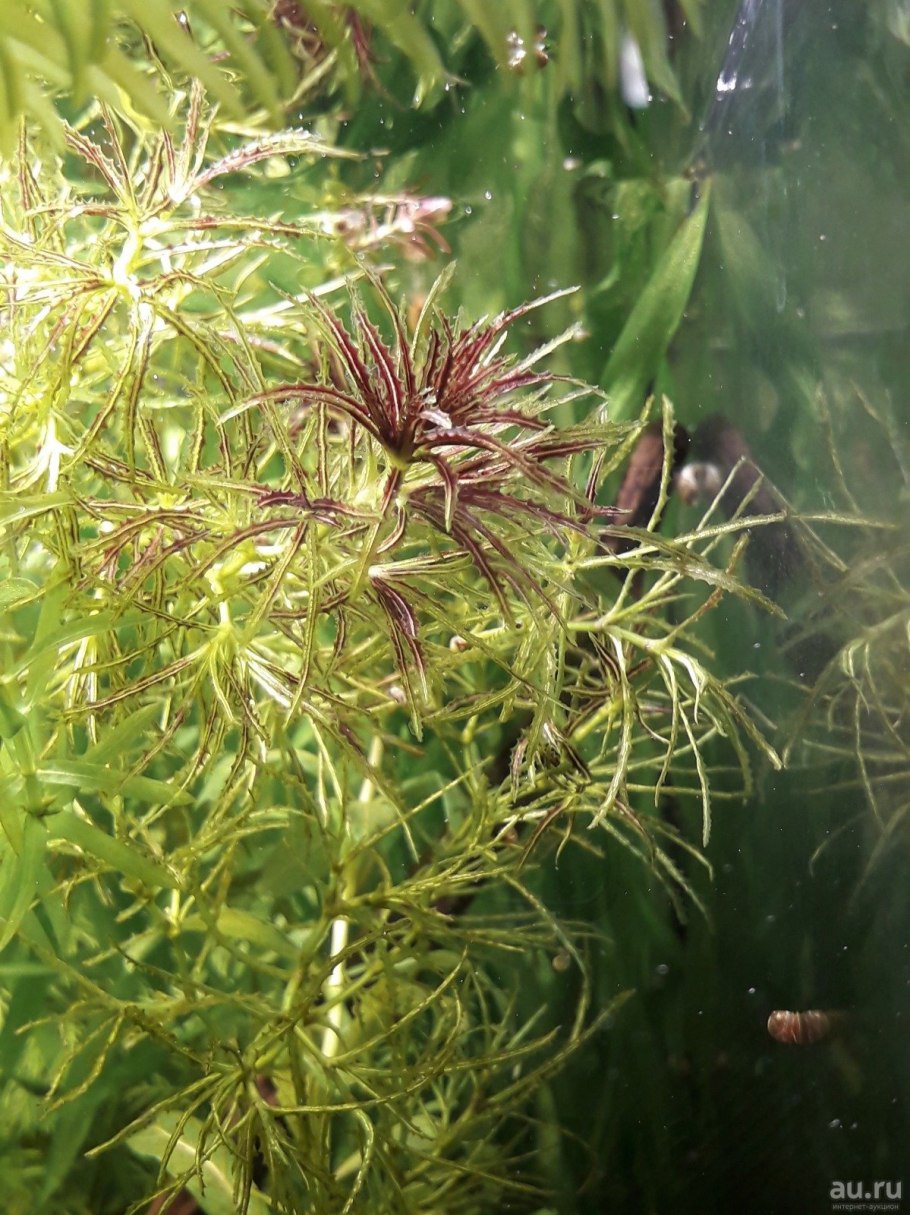 Наяда растение