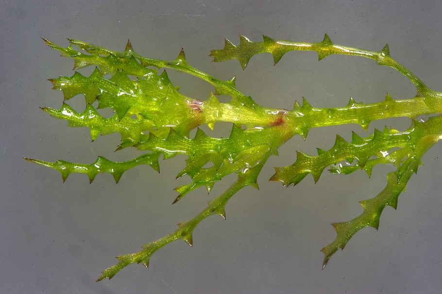 Валлиснерия, Людвигия, роголистник, Кабомба, Криптокорина, анубиас.