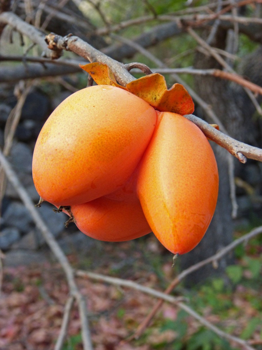 Королек фрукт дерево