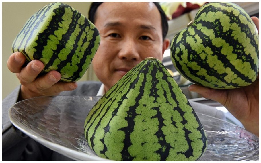Квадратные арбузы в Японии