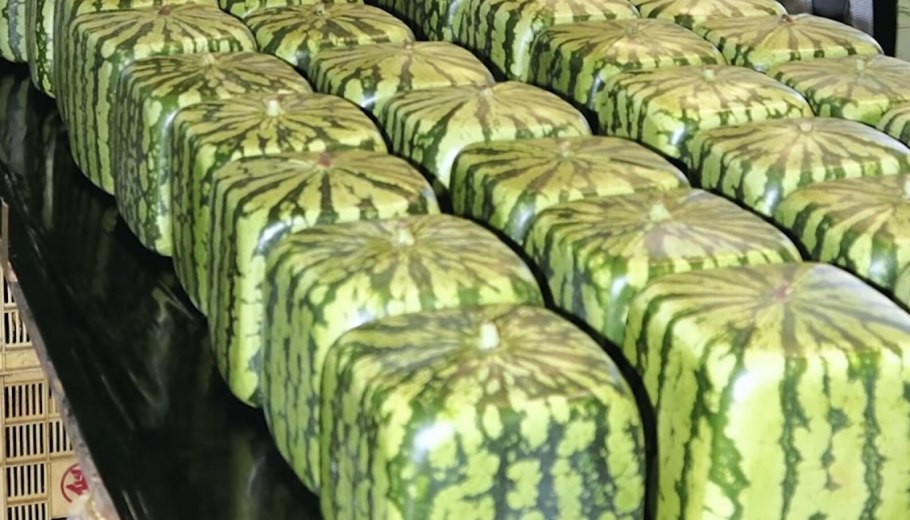 10 Самых дорогих фруктов в мире