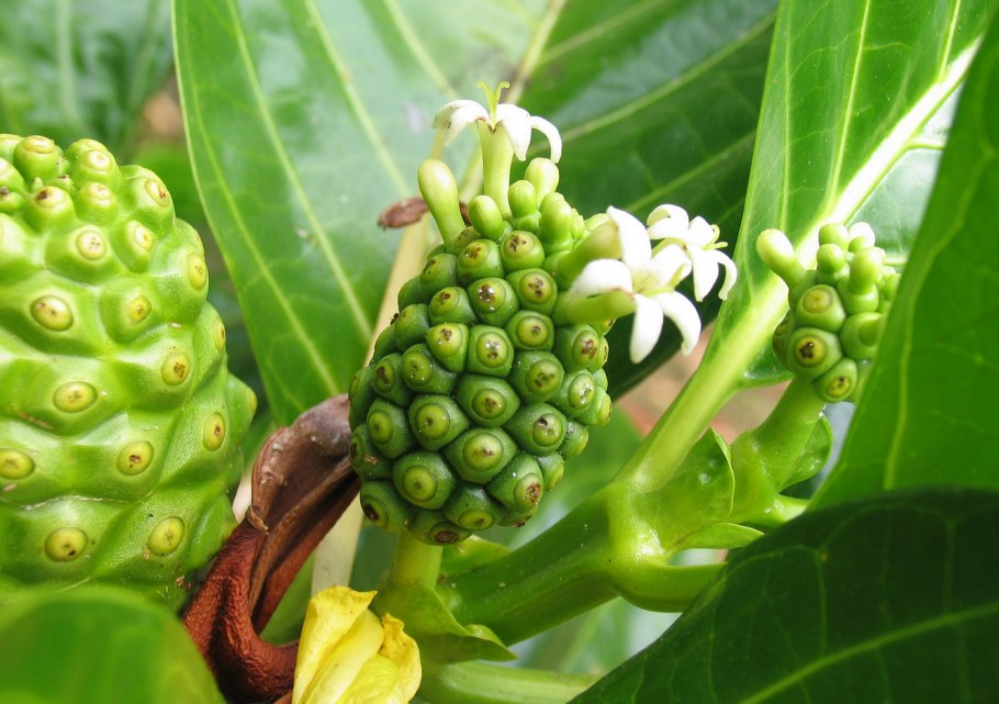 Моринда цитрусолистная