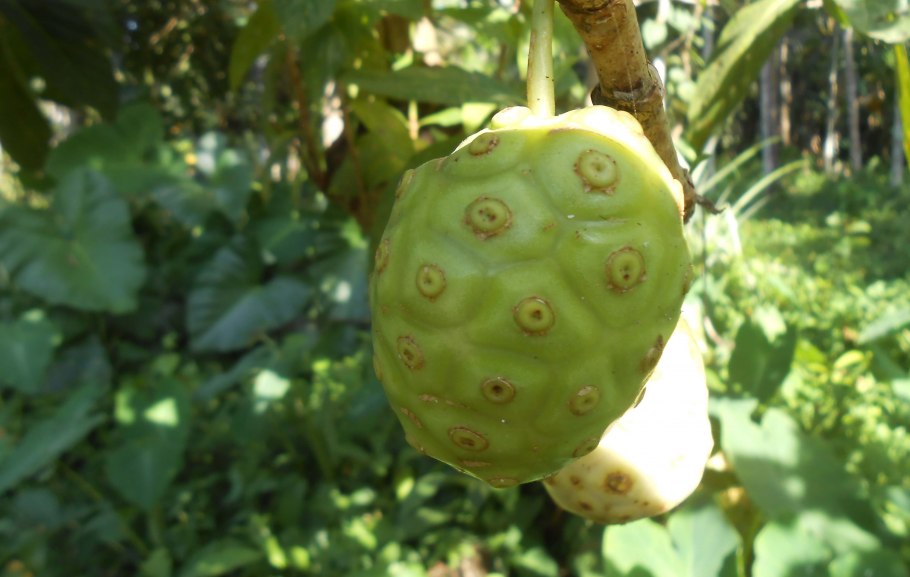 Фрукт Noni в косметике