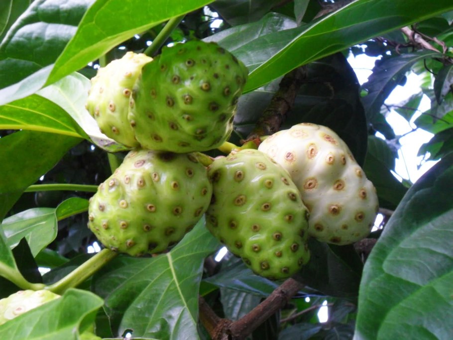 Фрукт на букву нони