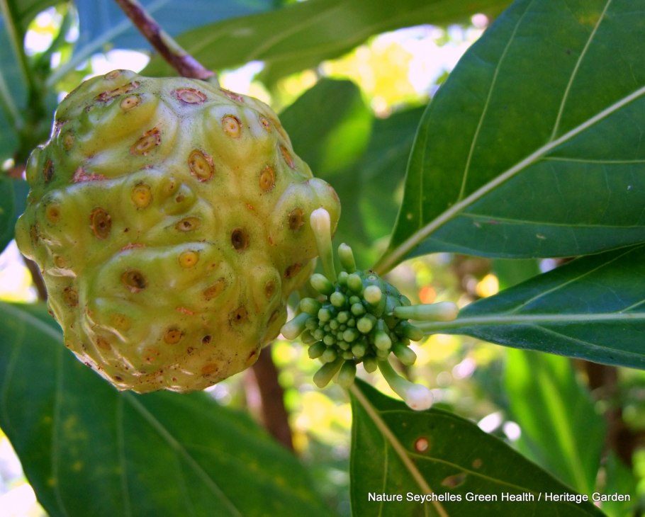 Нони, он же — Моринда цитрусолистная.