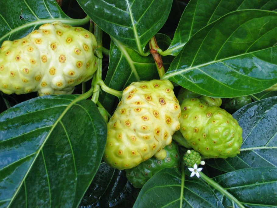 Нони Дюгисон