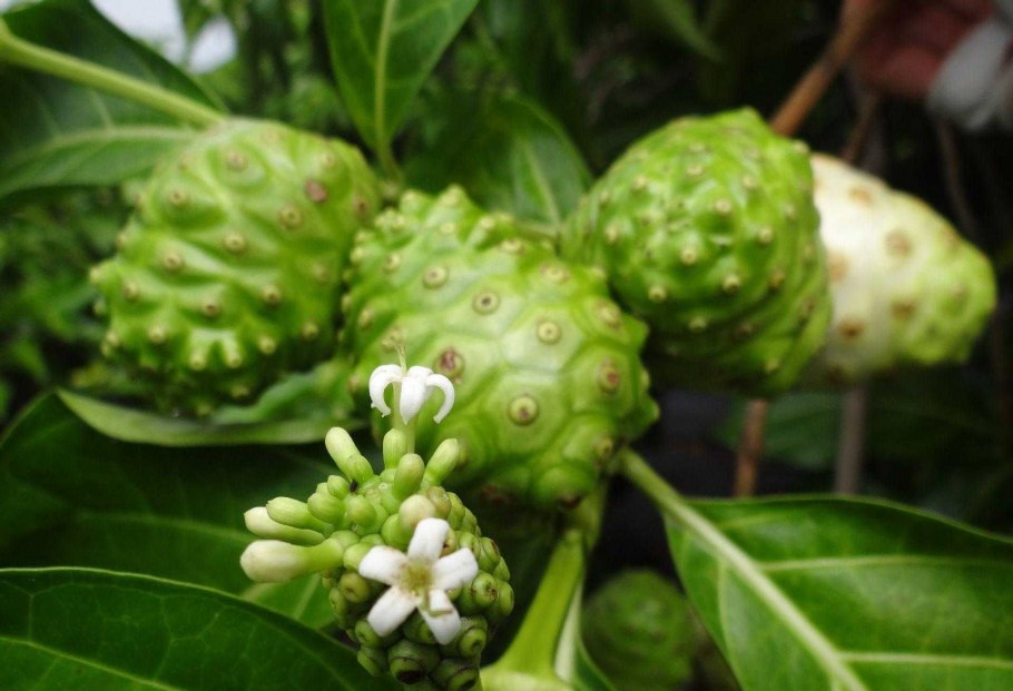 Моринда цитрусолистная