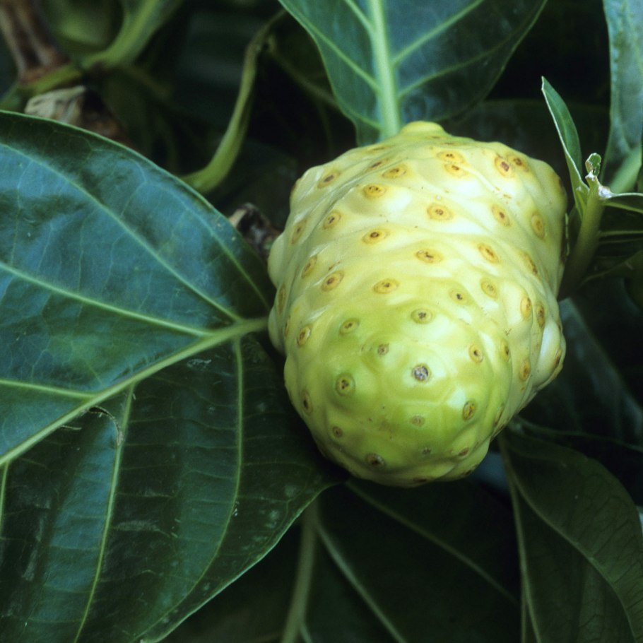 Чай плоды нони