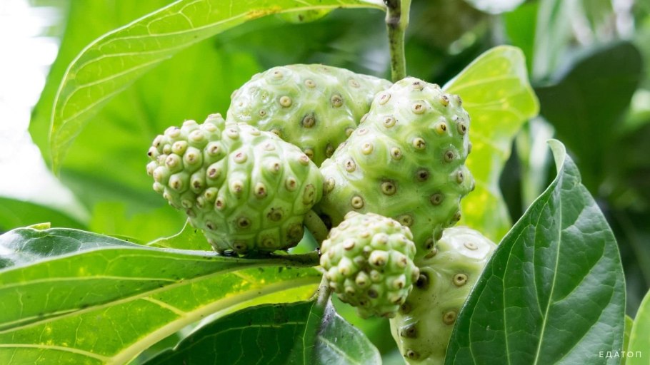 Аннона черимойя