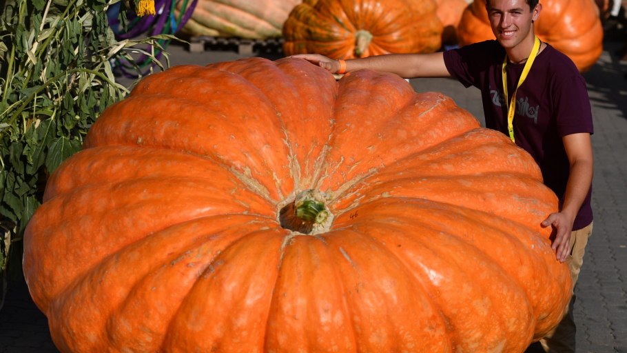 Огромная тыква