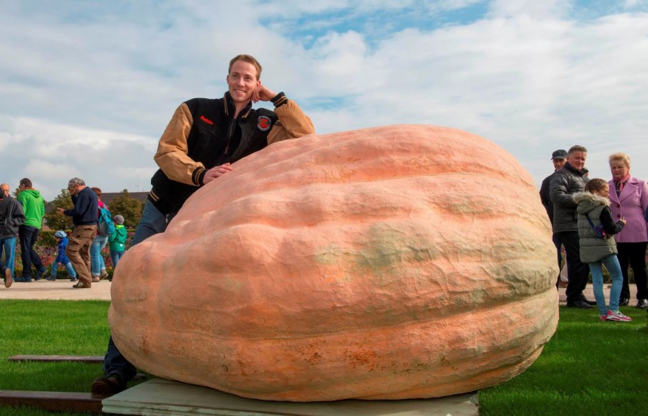 Тыква Маттиаса виллемайнса, 1190 кг