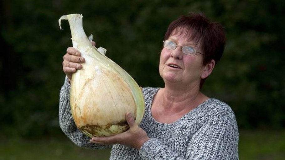 Гигантский лук репчатый