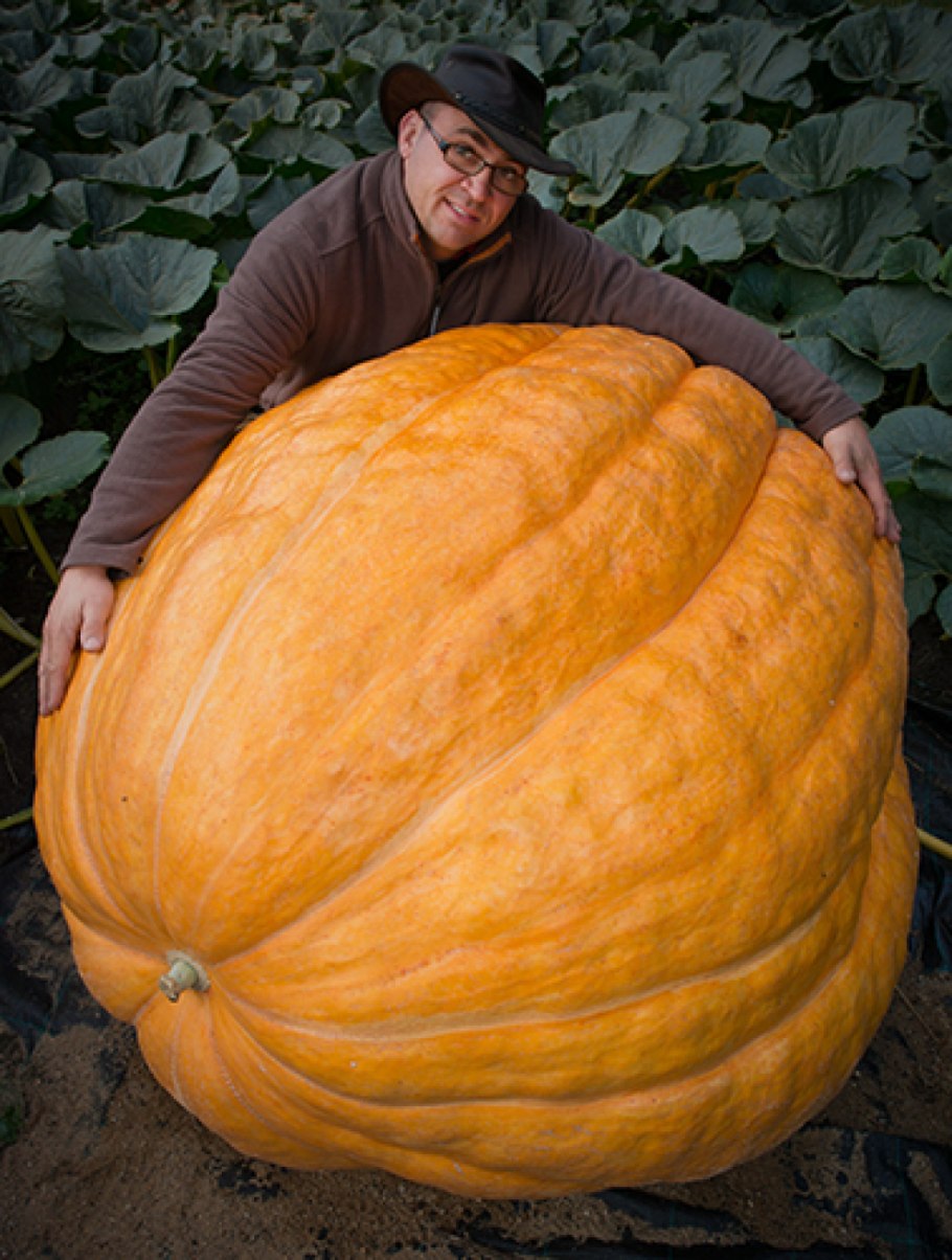 Самая большая тыква
