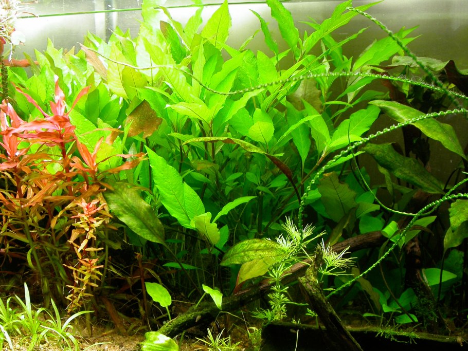 Бревипус Людвигия Аква растение