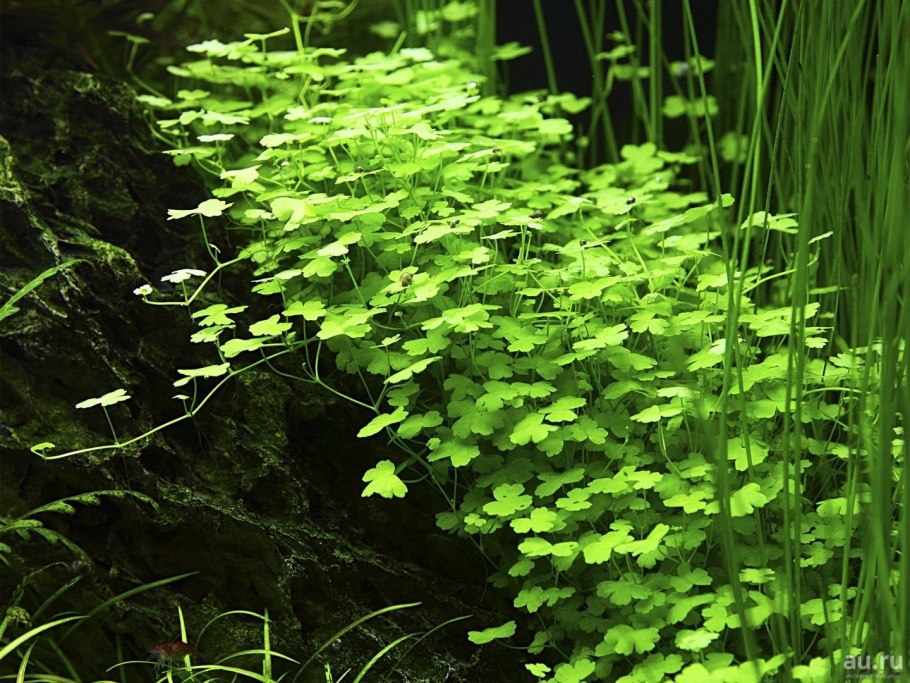 Гигрофила трипартита