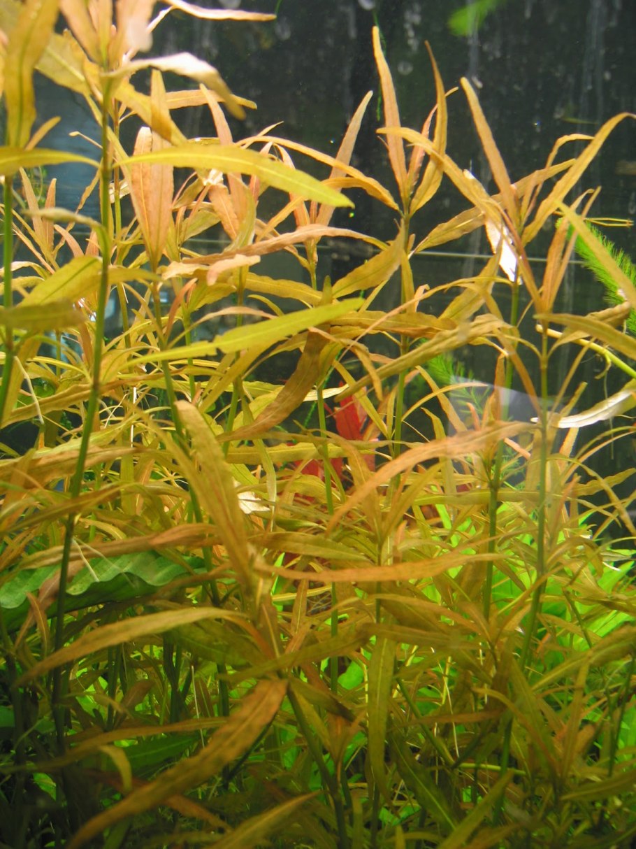 Людвигия ползучая Рубин