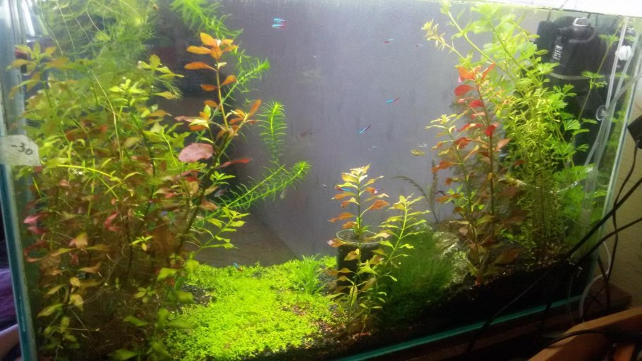 Myriophyllum mattogrossense/ мириофиллум маттогроссенс