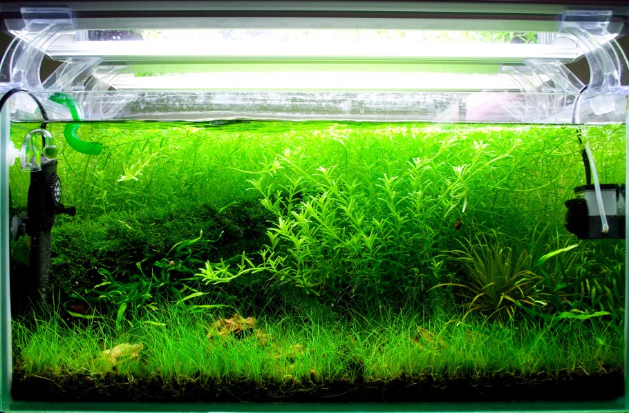 Авито Истра аквариумные растения купить