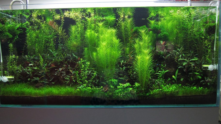 Гигрофила разнородная Вайс-Грюн