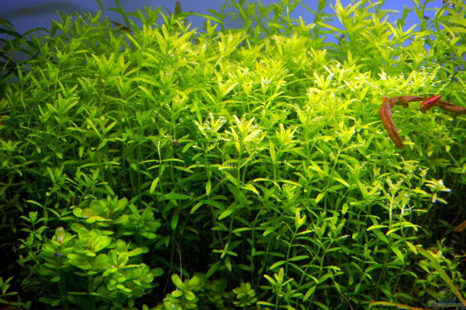 Перистолистник Рорайма