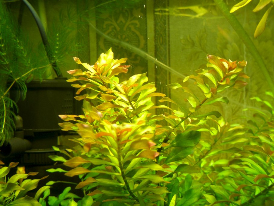 Нанокуб Валлиснерия