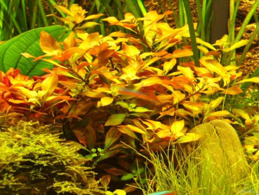 Гигрофила деморфная