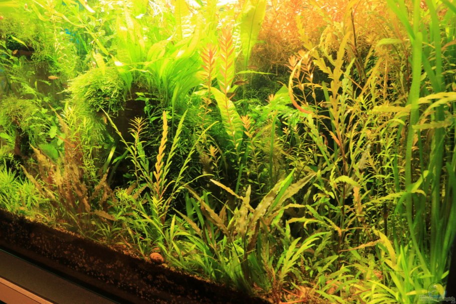 Эриокаулон австралийский