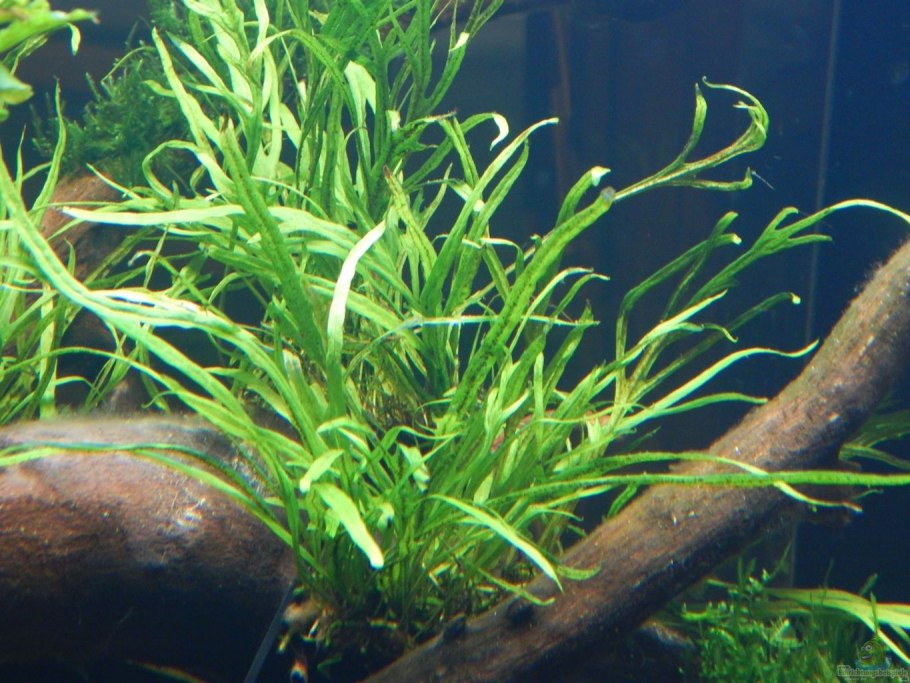 Людвигия Репенс Аркуата