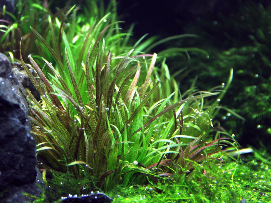 Аквариумное растение Наяда Гваделупская