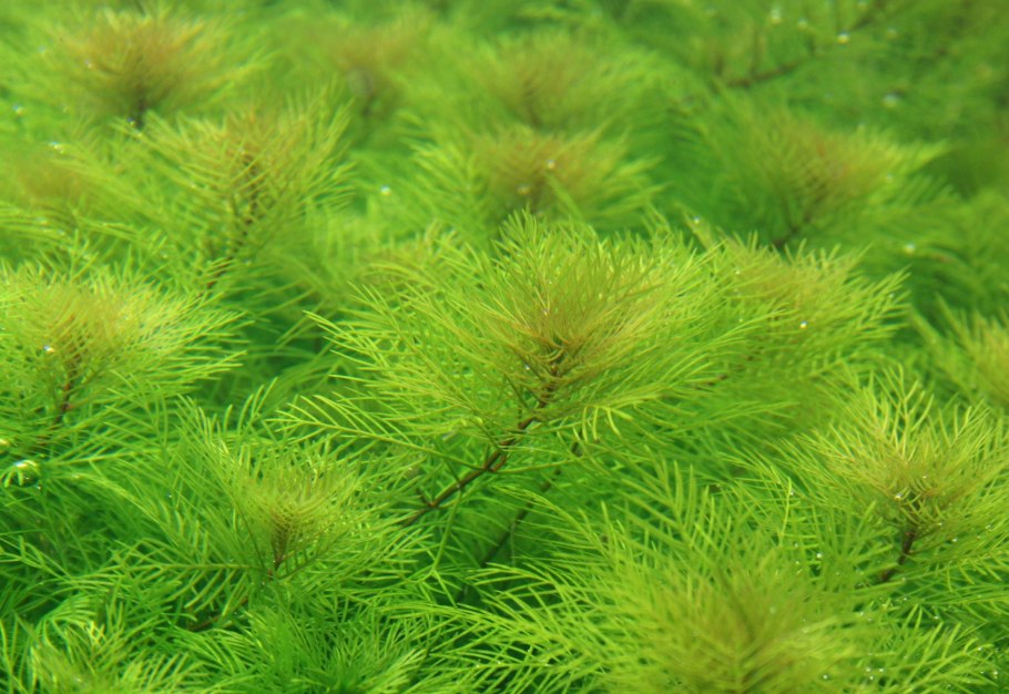 Апоногетон ульвацеус