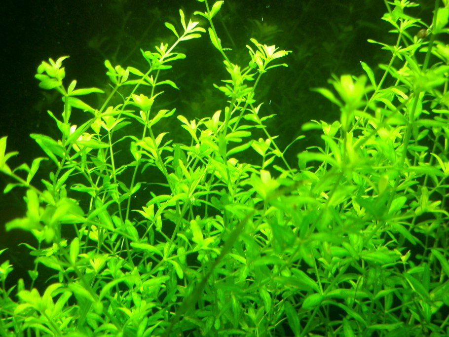 Плавающие растения для аквариума