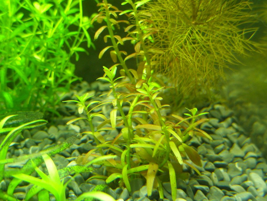 Альтернотера Рейника мини на коряге